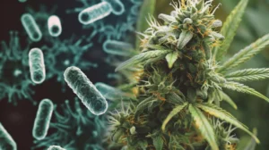 Exploring Cannabis Genetics with Wellford