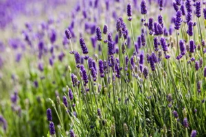 How Terpenes Influence Cannabis Aroma, Effects, and Therapeutic Benefits