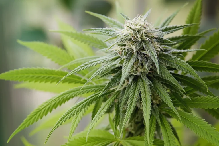 Why We Evolved Our Flower Portfolio—and What Our Four Categories Mean for Patients and Prescribers