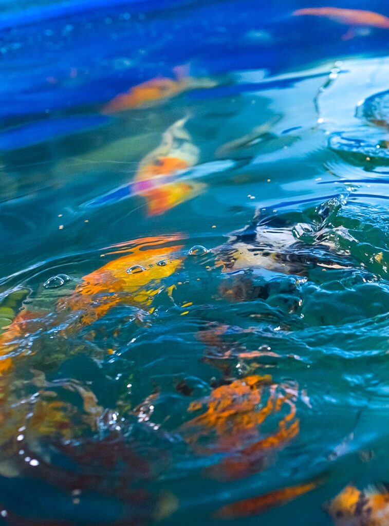 Aquaponic cultivation